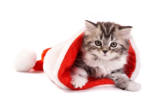 christmas-cat- lånat av johannas deckarhörna - adventsenkät
